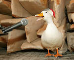photo of daisy the duck in the Salford Anechoic Chamber